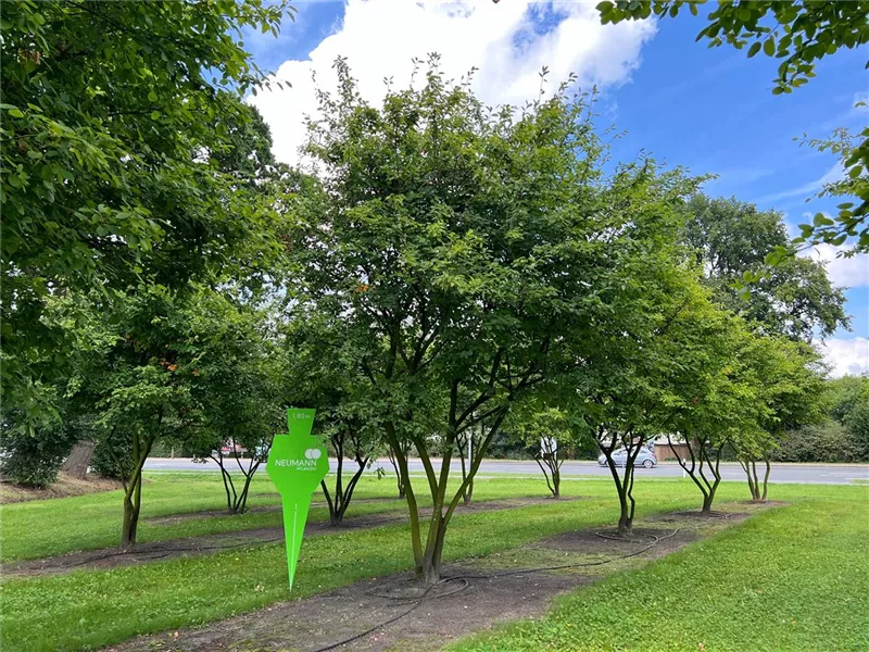 Amelanchier lamarckii