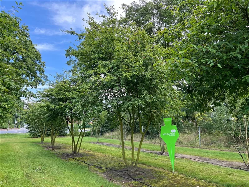 Amelanchier lamarckii