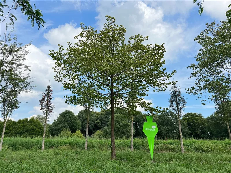 Cornus florida