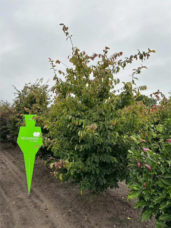Parrotia persica