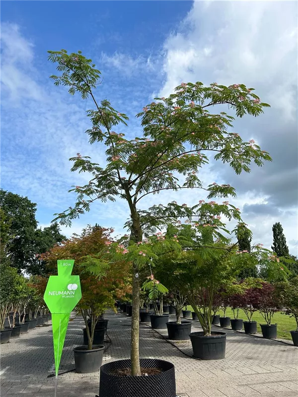 Albizia julibrissin
