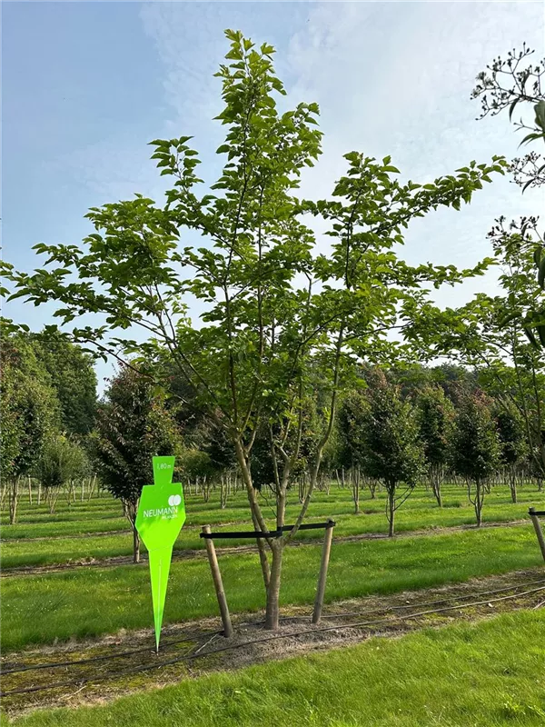 Morus alba 'Fruitless'