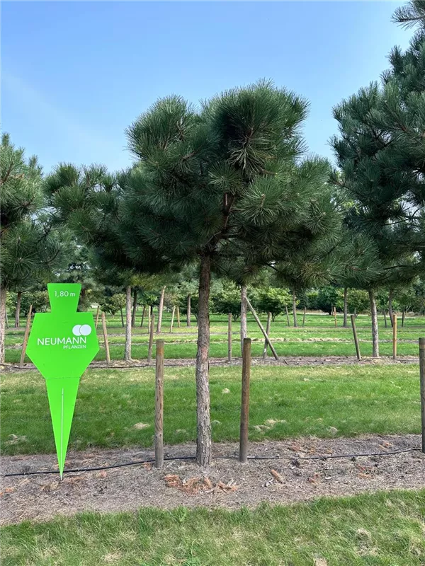 Pinus nigra ssp.nigra