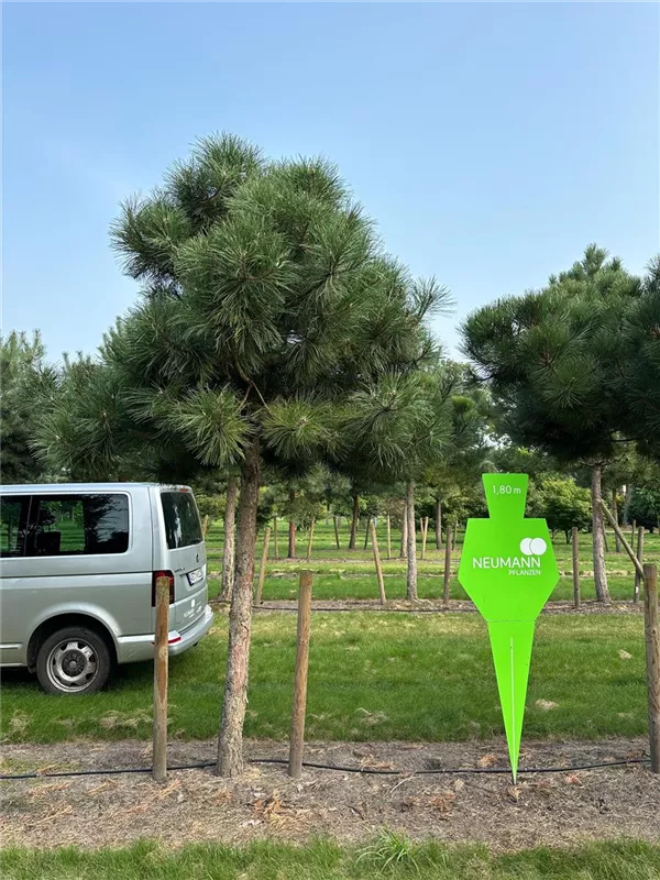 Pinus nigra ssp.nigra