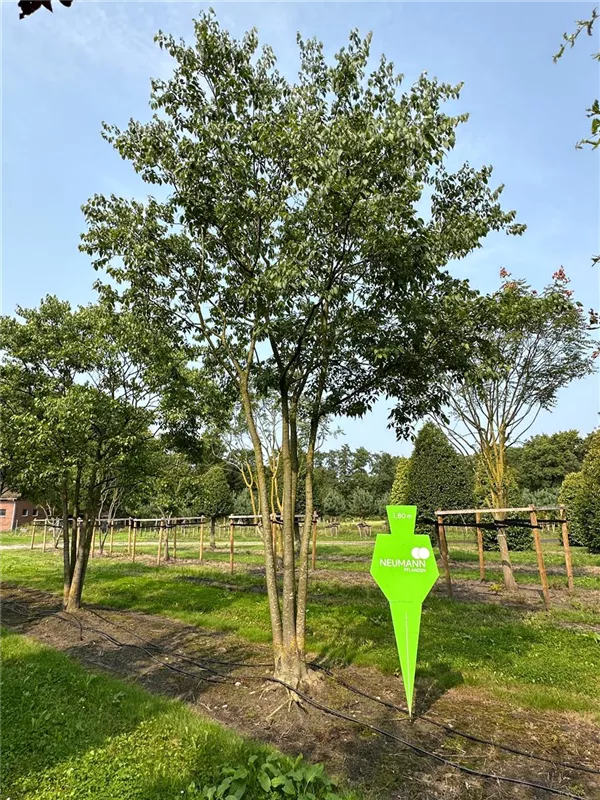 Celtis australis
