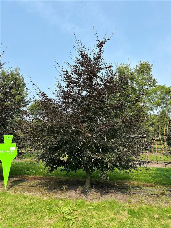 Fagus sylvatica 'Swat Magret'