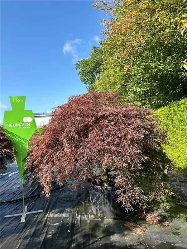 Acer palmatum 'Garnet'