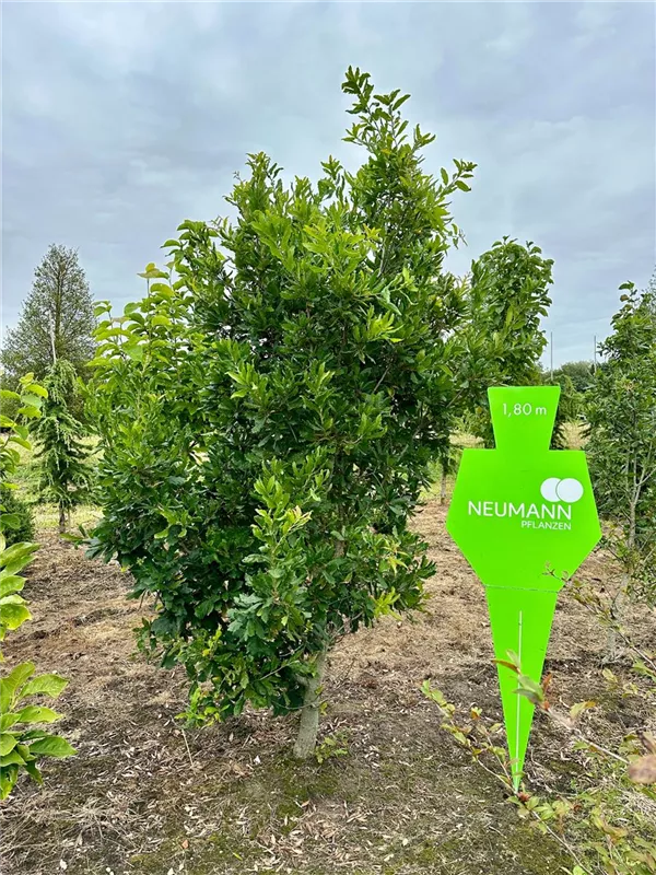Quercus turneri 'Pseudoturneri'