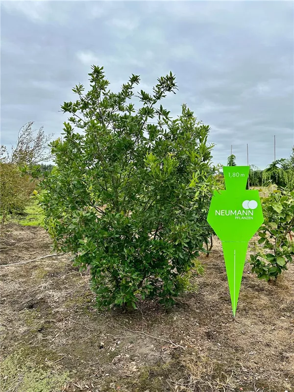 Quercus turneri 'Pseudoturneri'