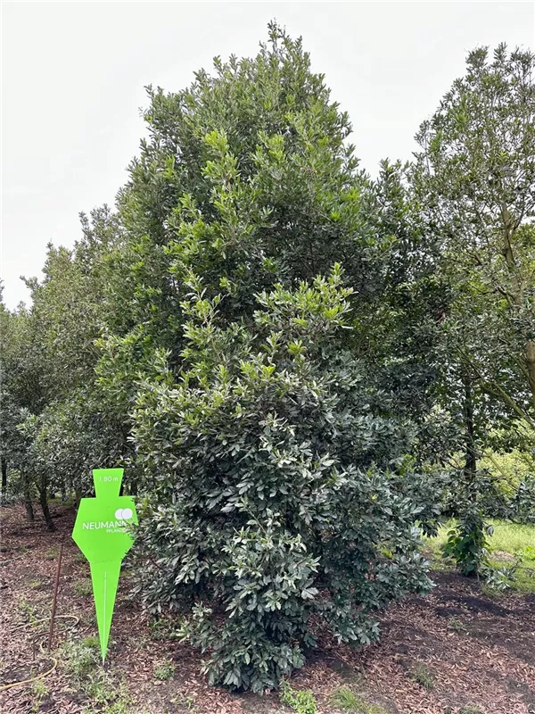 Quercus turneri 'Pseudoturneri'