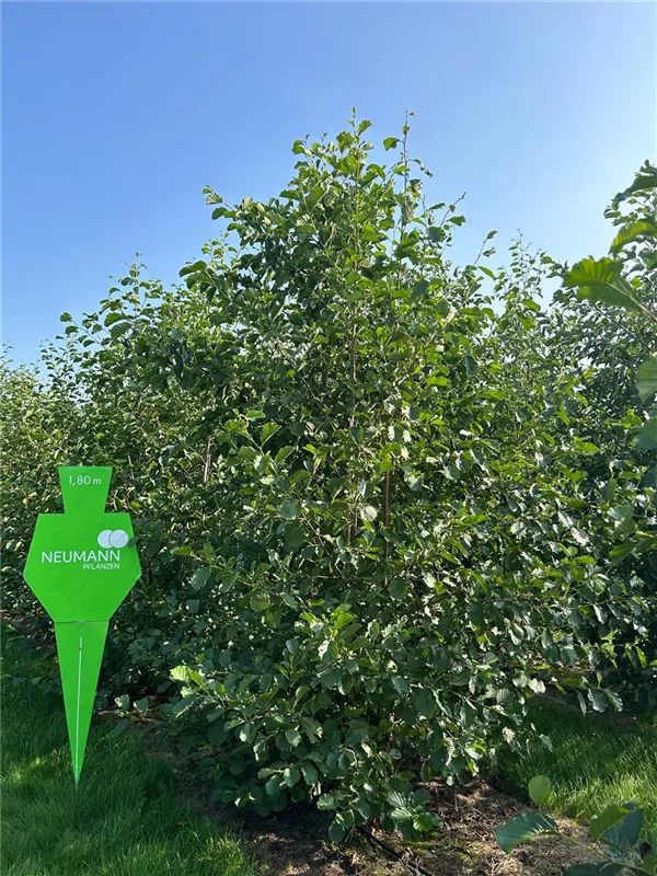 Alnus glutinosa