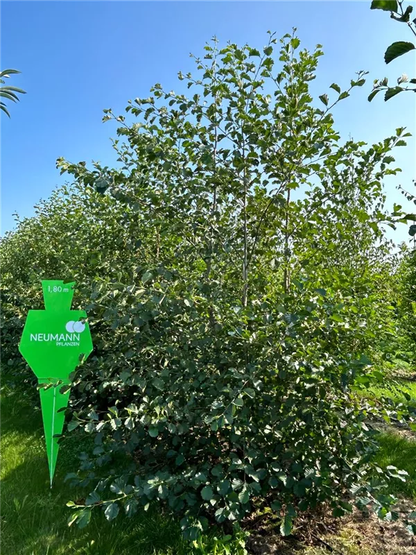 Alnus glutinosa