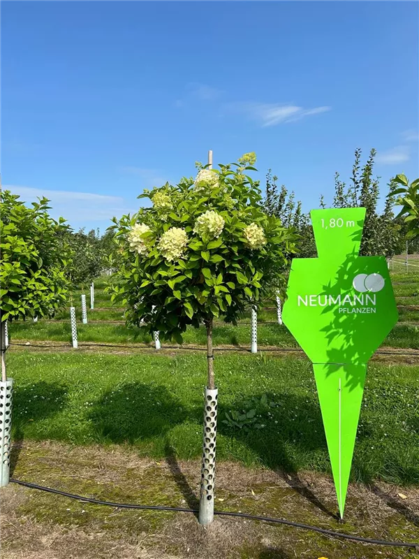 Hydrangea panic. 'Polar Bear'