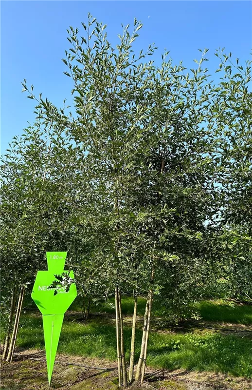 Alnus glutinosa 'Laciniata'