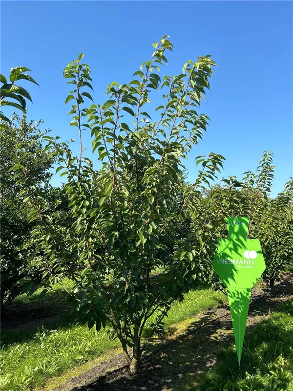 Prunus serrulata 'Kanzan'
