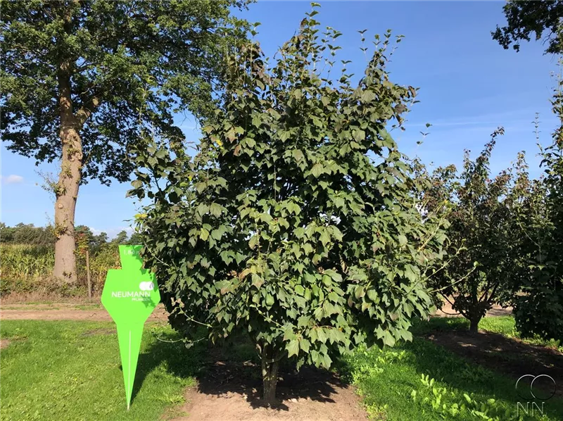 Acer rufinerve
