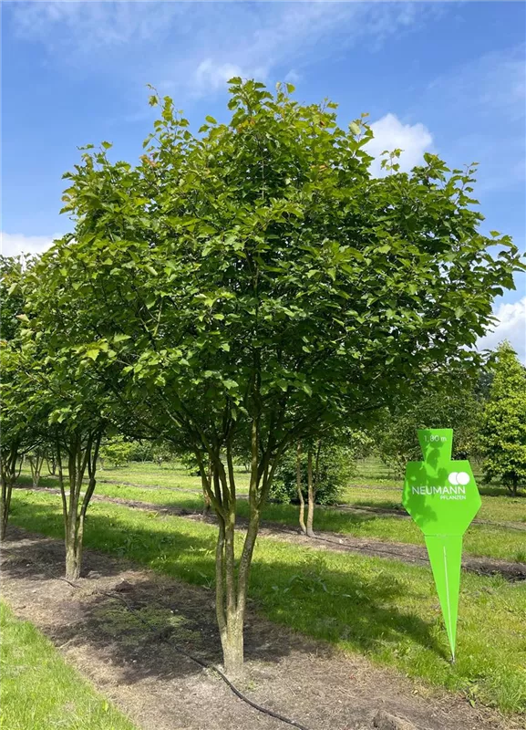 Crataegus coccinea