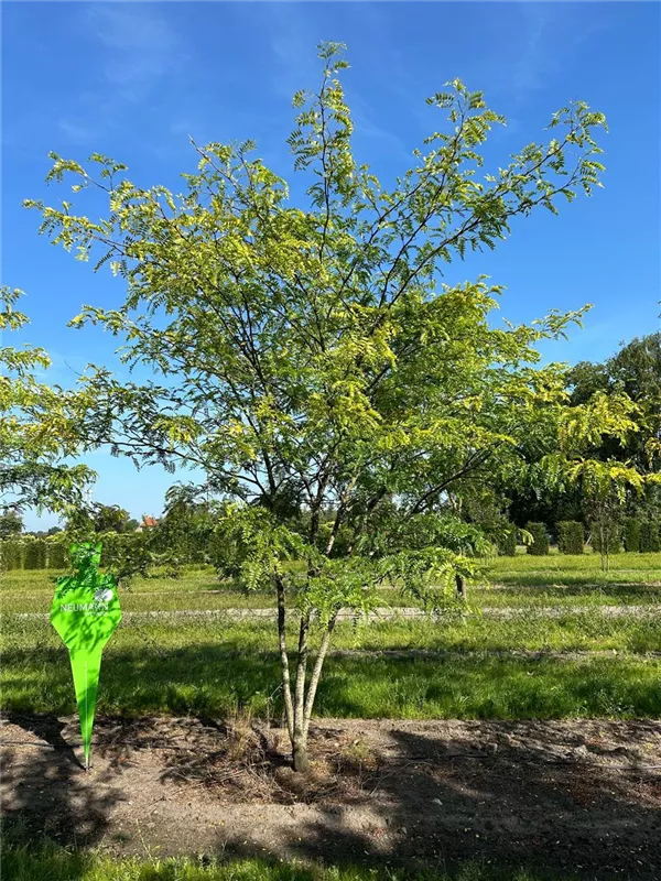 Gleditsia triacanthos 'Sunburst'