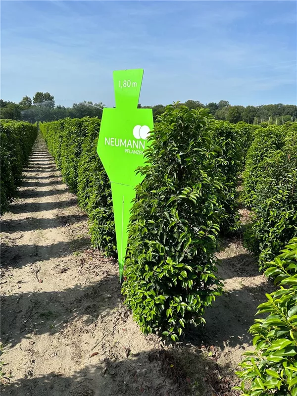 Prunus lusitanica 'Angustifolia'