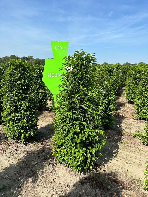 Prunus lusitanica 'Angustifolia'