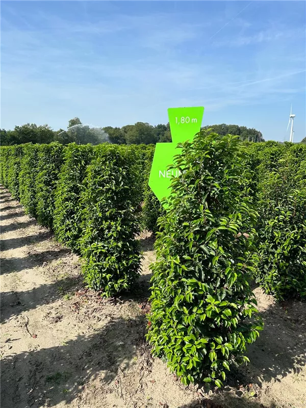 Prunus lusitanica 'Angustifolia'