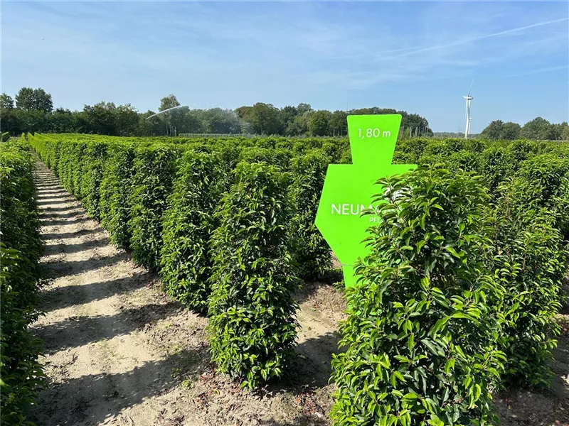 Prunus lusitanica 'Angustifolia'