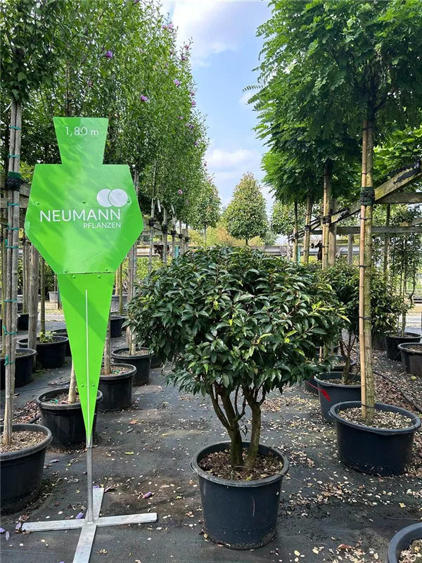 Prunus lusitanica 'Angustifolia' Prunus lusitanica 'Angustifolia'