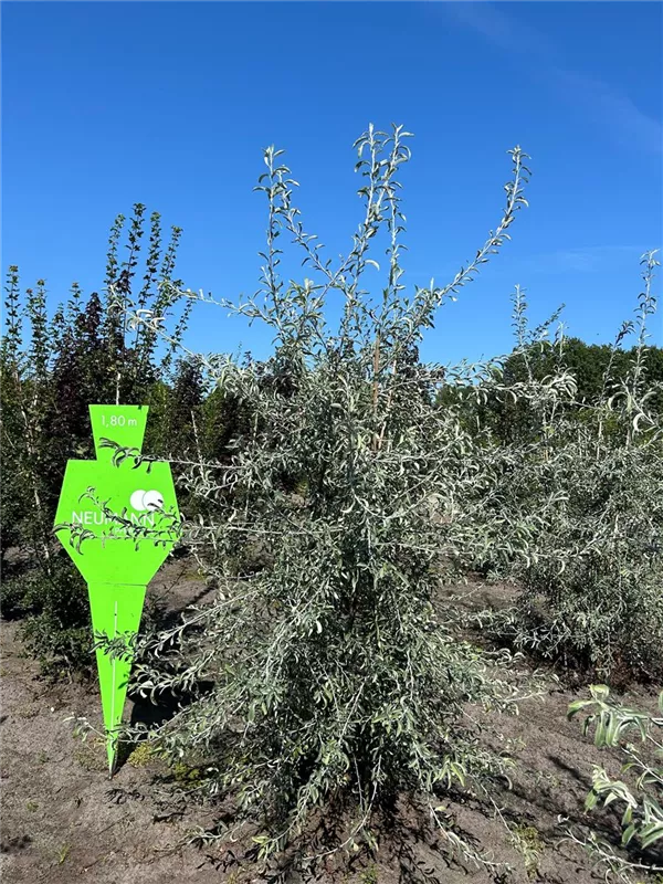 Pyrus salicifolia 'Pendula'