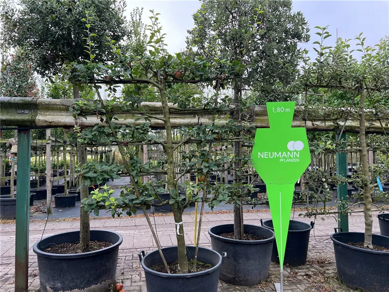 Malus 'Kaiser Wilhelm' CAC Malus 'Kaiser Wilhelm' CAC