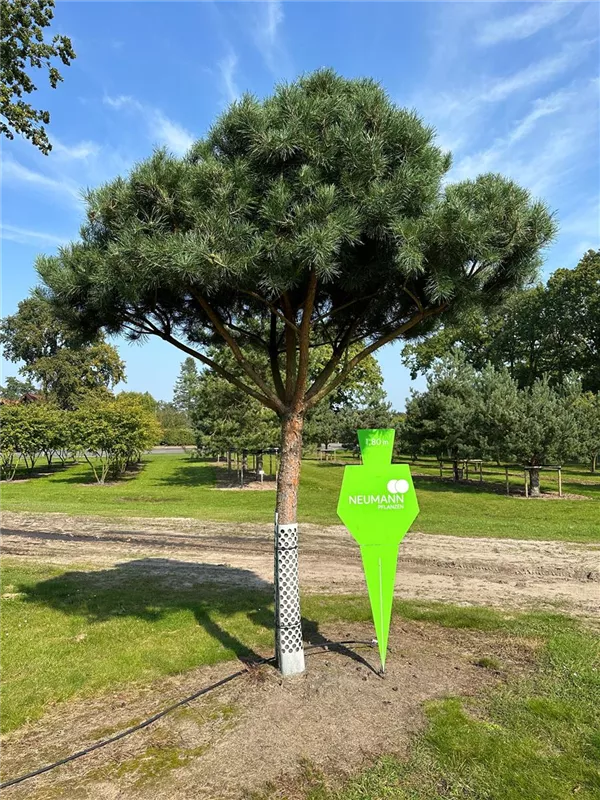 Pinus sylvestris