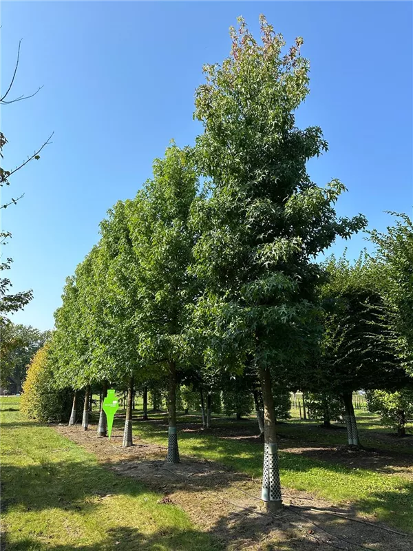 Liquidambar styraciflua