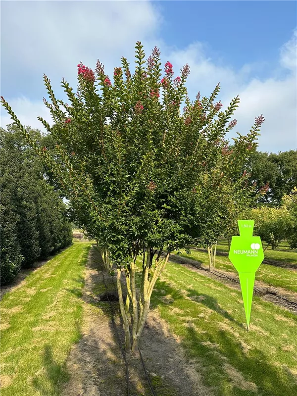 Lagerstroemia indica 'Maité Red'