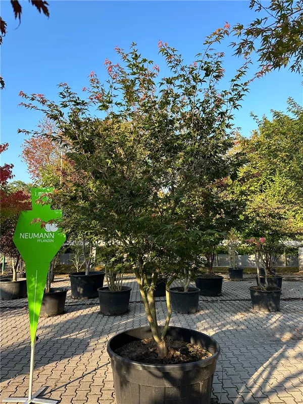 Acer palmatum 'Osakazuki'