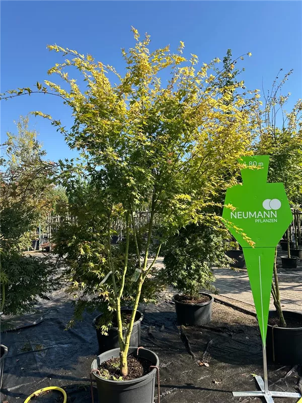Acer palmatum 'Orange Dream'