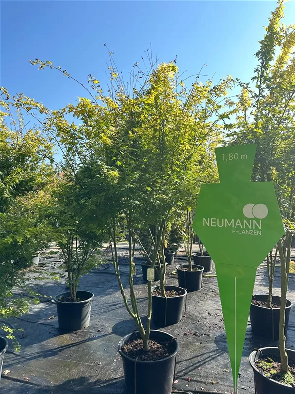 Acer palmatum 'Orange Dream'