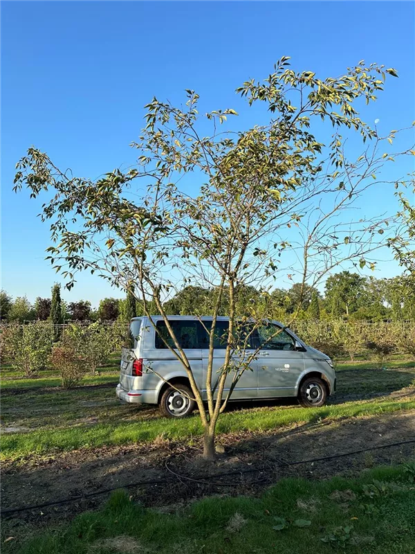 Prunus subhirtella 'Accolade'
