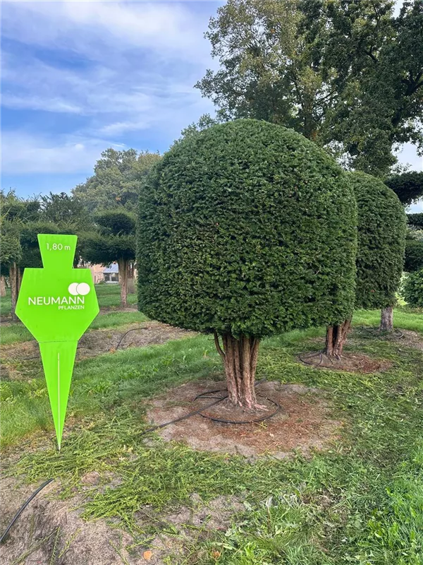 Taxus baccata