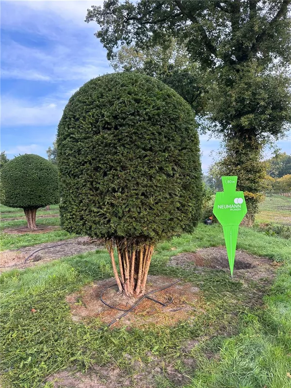 Taxus baccata