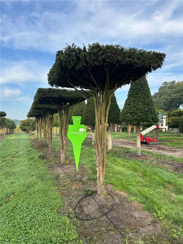 Taxus baccata
