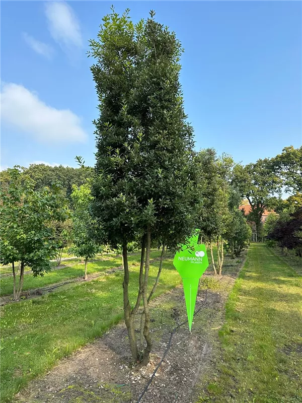 Quercus ilex