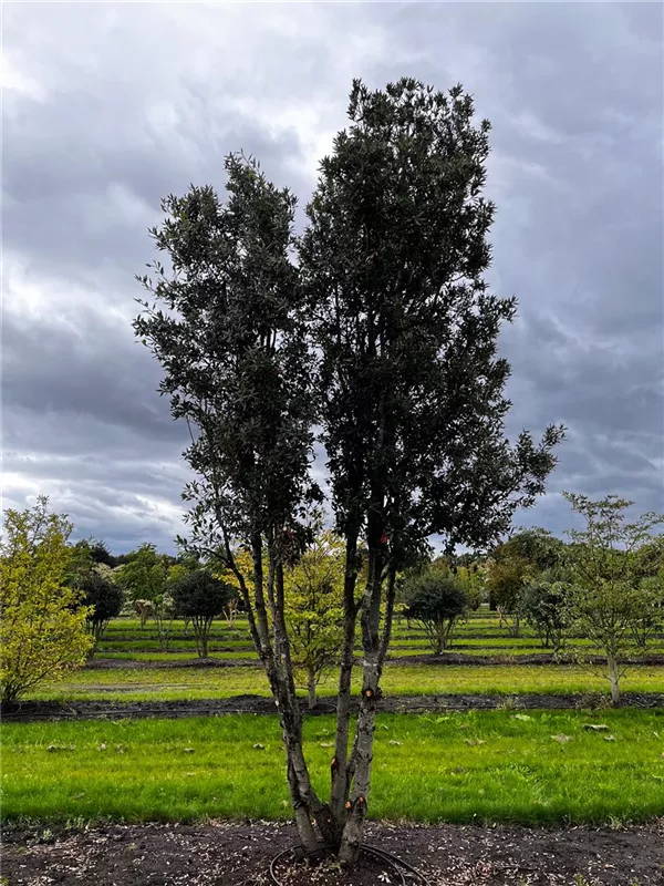 Quercus ilex