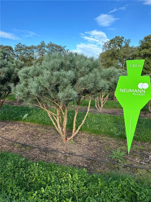 Pinus sylvestris 'Watereri'