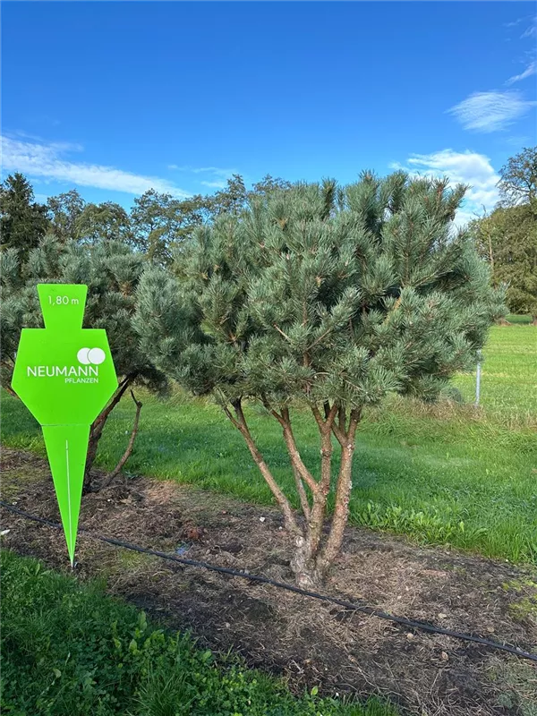 Pinus sylvestris 'Watereri'