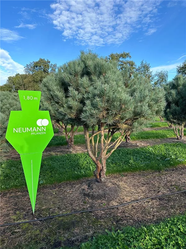 Pinus sylvestris 'Watereri'