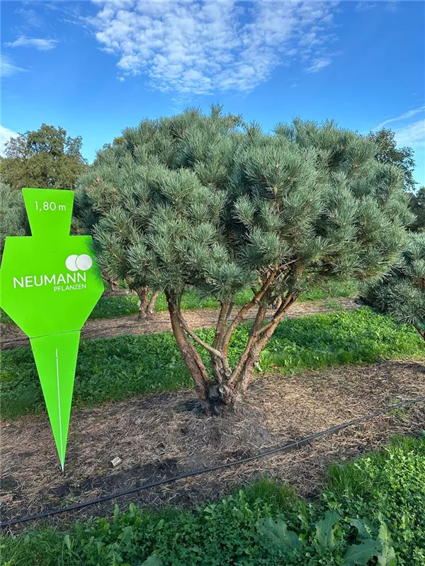 Pinus sylvestris 'Watereri'