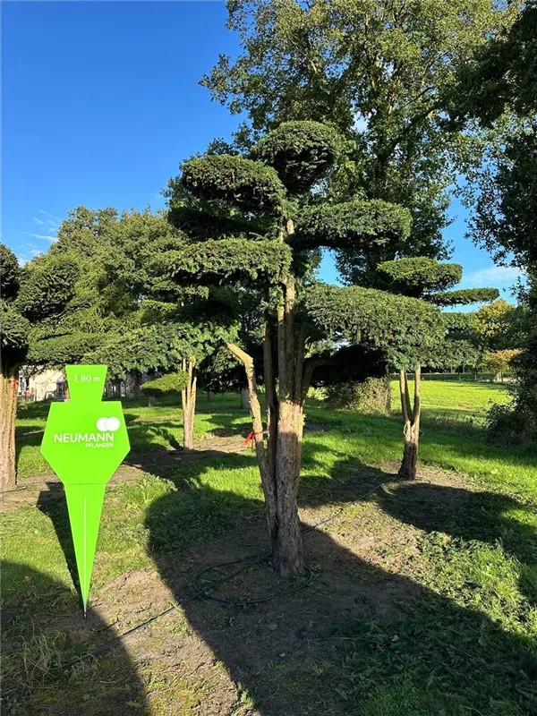 Taxus baccata