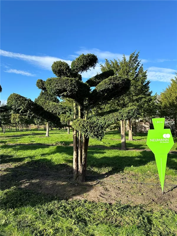 Taxus baccata