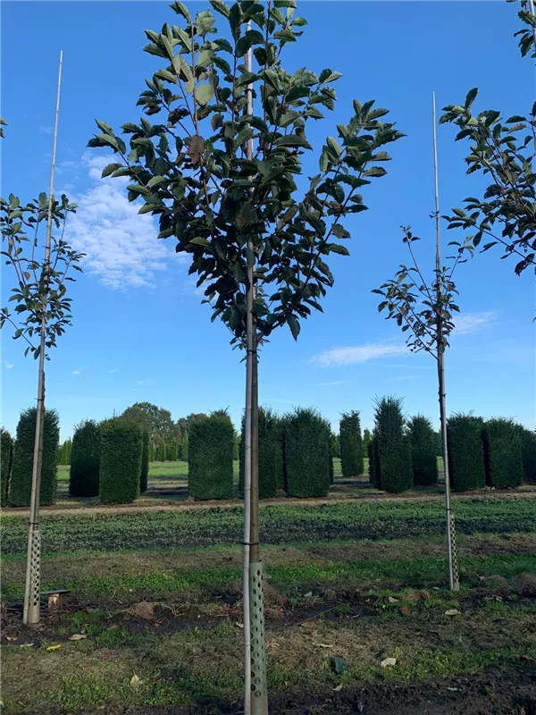 Prunus padus