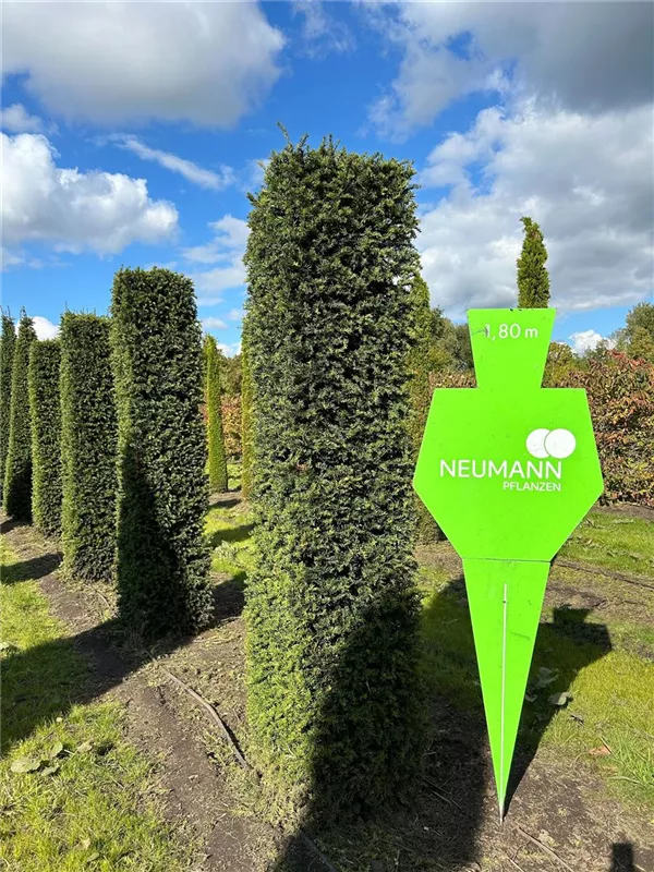 Taxus baccata 'Höpken's Gigant'