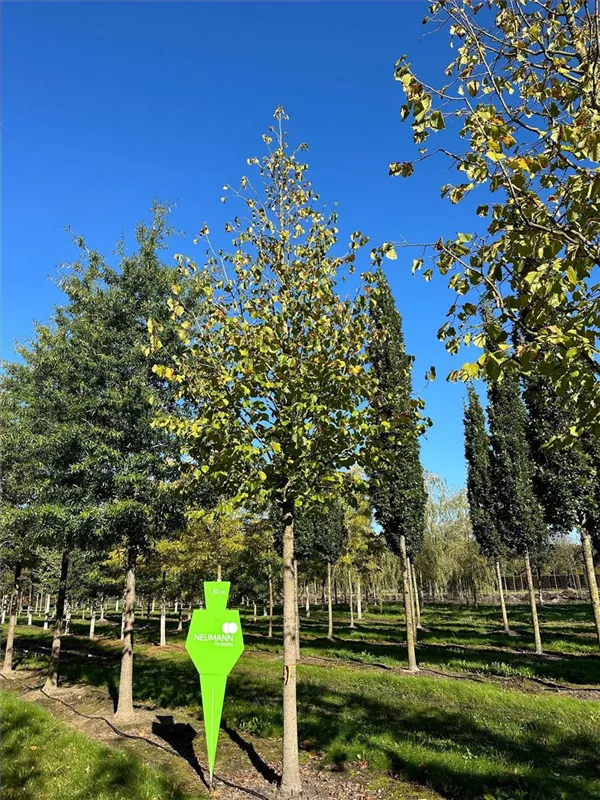 Corylus colurna